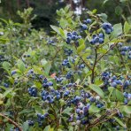 Čučoriedka kanadská (Vaccinium corymbosum) - čučoriedkové TRIO 3v1, výška 80-100 cm, kont.C15L